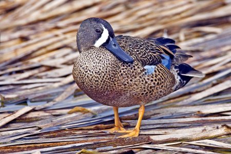 Blue-Winged_Teal.jpg