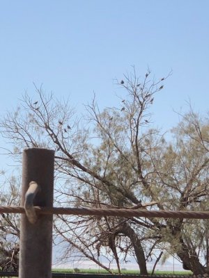 tree.jpg