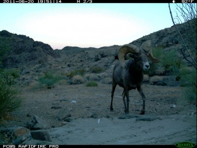 trail cam desert 1448.JPG