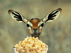 deer-eats-popcorn_64 copy.gif