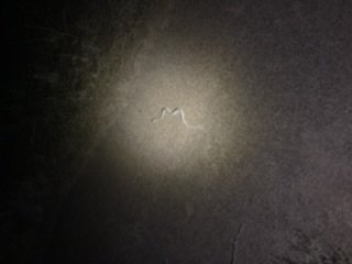 C958E754-AFE1-48AD-8DD3-4CCEEDF6887B.jpeg