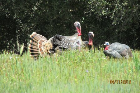 turkeys 4-11-13 019.JPG