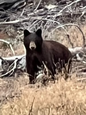 bear.jpg