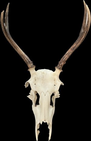 deer2.jpg