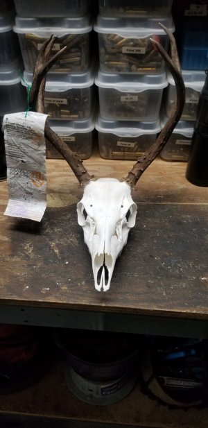 skull.jpg