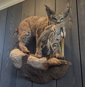 Bobcat.jpg