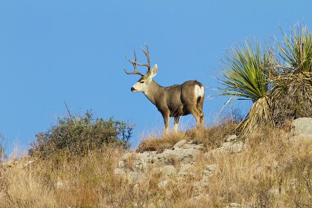 desert-mule-deer-odocoileus-hemionus-larry-ditto.jpg