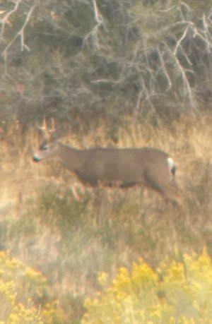 IMG_0281 - Crop.jpg