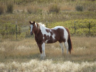 montana horse paint 2.JPG