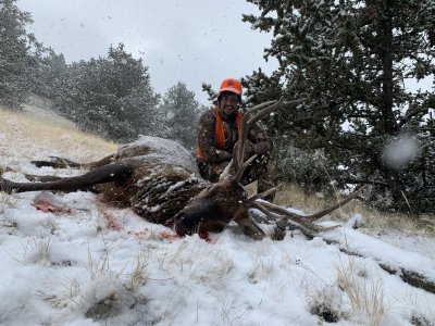 CO ELK.jpg
