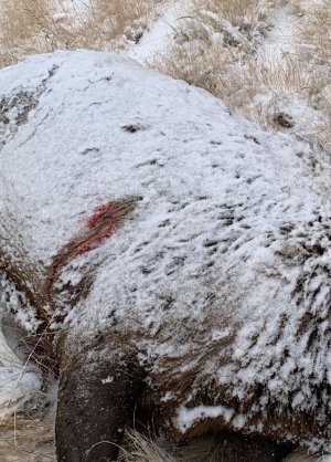 co elk 2022.jpg