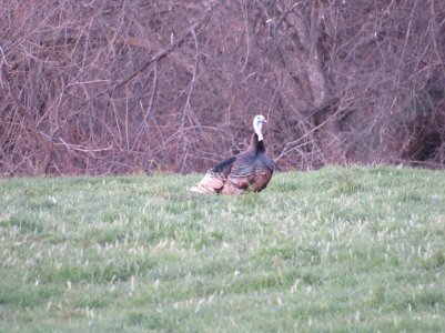 IMG_0213.JPG