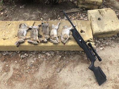 rabbit open 2021.JPG