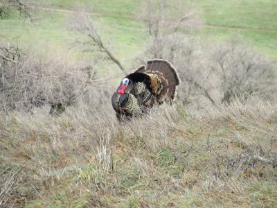 IMG_0341.JPG