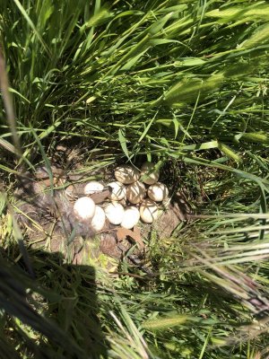 turkey eggs 4-5-23 4.JPG