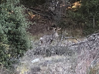 mcc buck #13 10.JPG