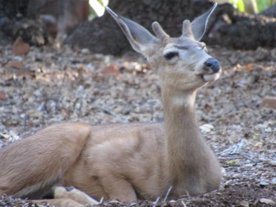 buck ph.JPG