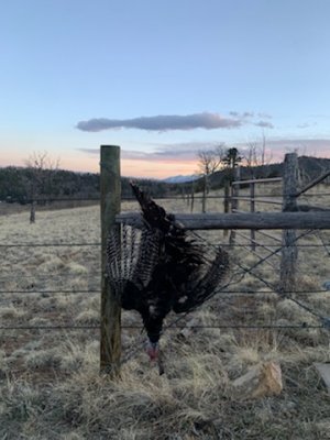 IMG_7339.jpeg