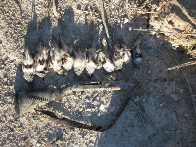 Desert quail 10-19-11 003.JPG
