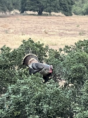IMG_0966.jpeg