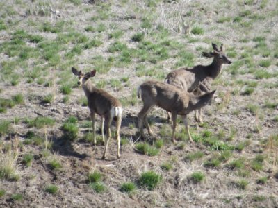 utah bucks.JPG