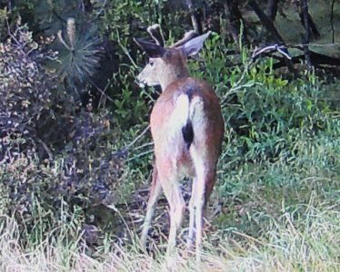 IMG_0124 - Copy (2).JPG