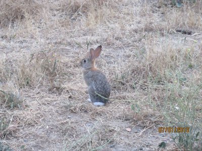Rabbit Opener 2013 001.JPG
