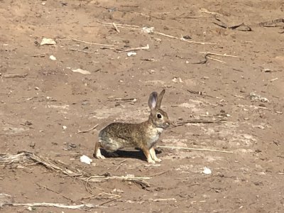 IV rabbit '22 1.JPG