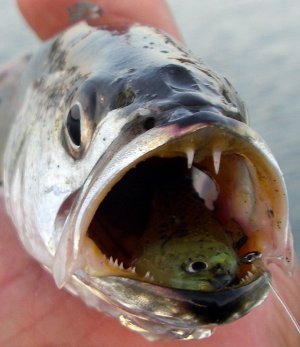 corvina SD Bay.jpg