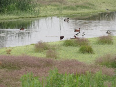 IMG_0158 - Copy.JPG
