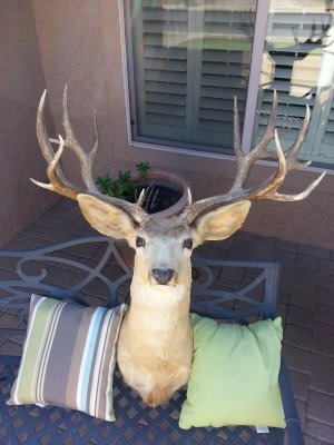 ted's buck ll.jpg