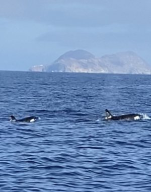 IMG_4937.jpeg