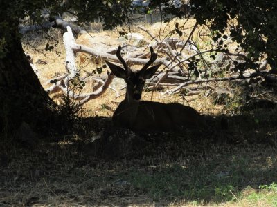 IMG_0161 - Copy.JPG