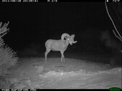 trail cam desert 881.JPG