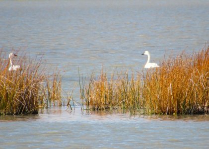 montana swan 2.JPG