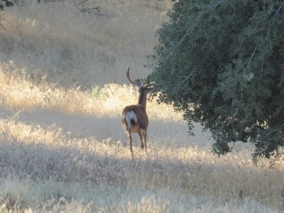 IMG_0181 - Copy (2).JPG