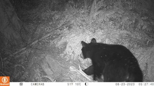 bear1.jpg