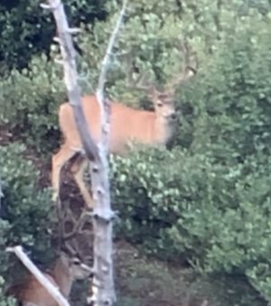 IMG_7281.jpeg