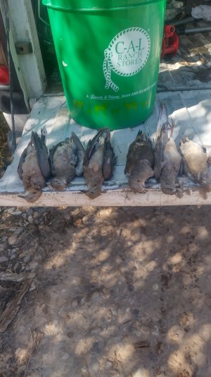 IMG_20230904_161937_MP.jpg