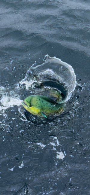 IMG_2674.png