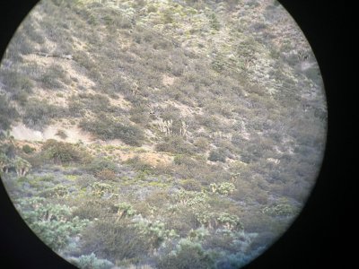 Mountain Lion.jpg
