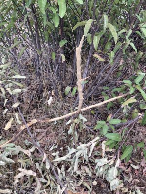 IMG_8064.jpeg