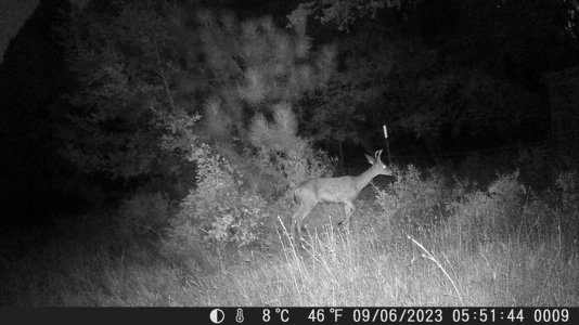DSCF0009 - Copy (4).JPG