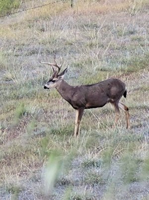 P Hills buck '22.JPG