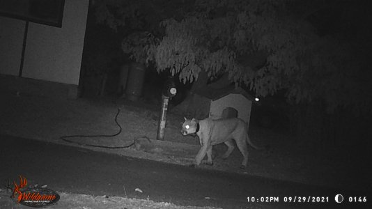 collared lion '21.JPG