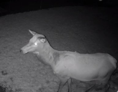 Elk thumbnail_IMG_6429.jpg