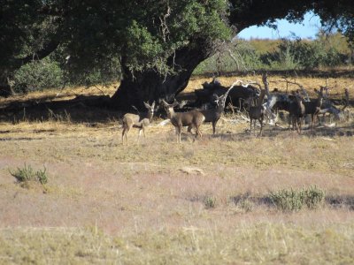 IMG_0435 - Copy.JPG