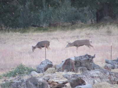 IMG_0446 - Copy.JPG