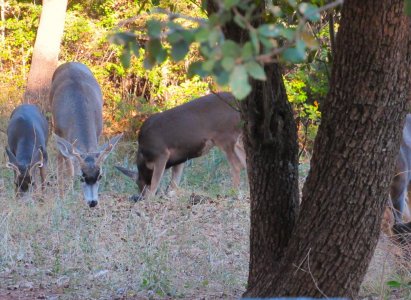 IMG_0409.JPG