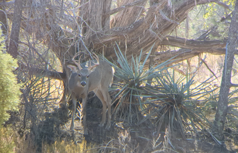 Coues.png